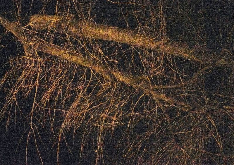 © Gaia Bonanomi - Image from the SOIL TO SOUL photography project