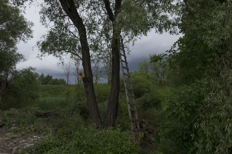 © Elena Kholkina - A ladder in the forest