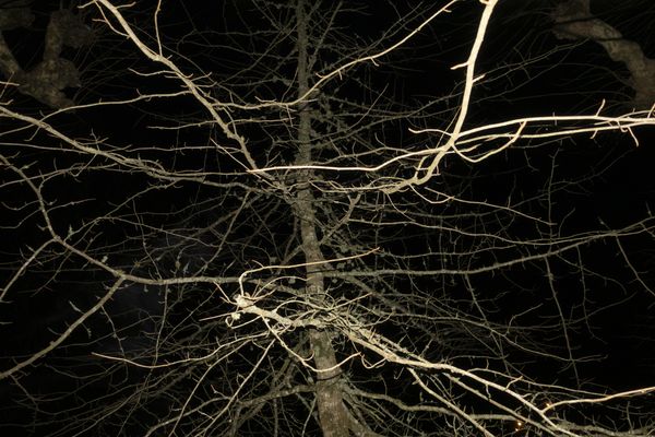 © Elena Kholkina - Image from the EVErgreen photography project