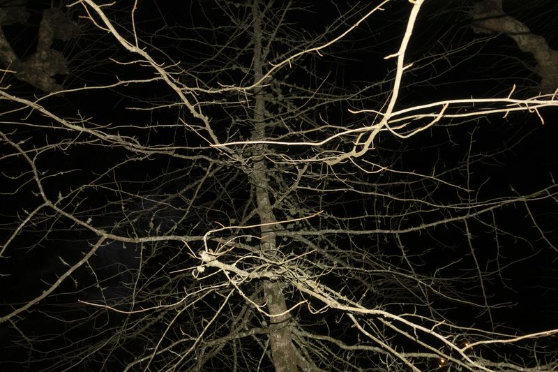 © Elena Kholkina - Image from the EVErgreen photography project