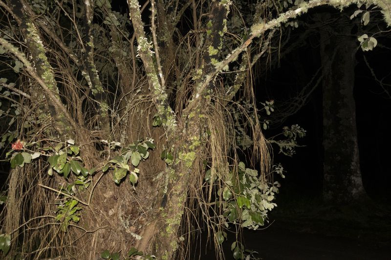 © Elena Kholkina - Image from the EVErgreen photography project