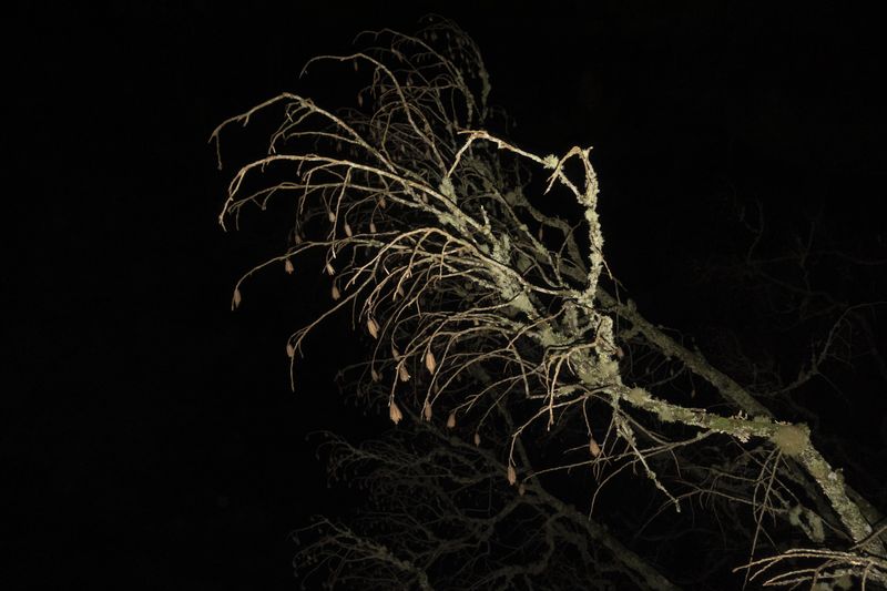 © Elena Kholkina - Image from the EVErgreen photography project