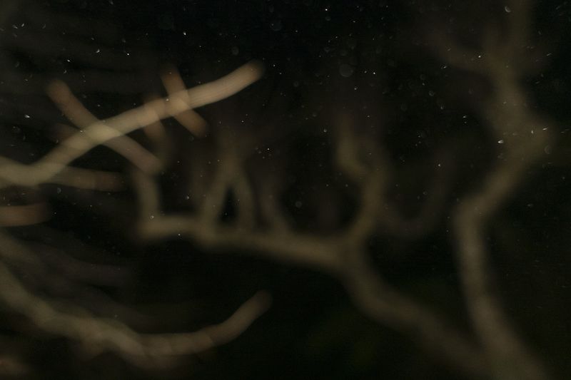 © Elena Kholkina - Image from the EVErgreen photography project