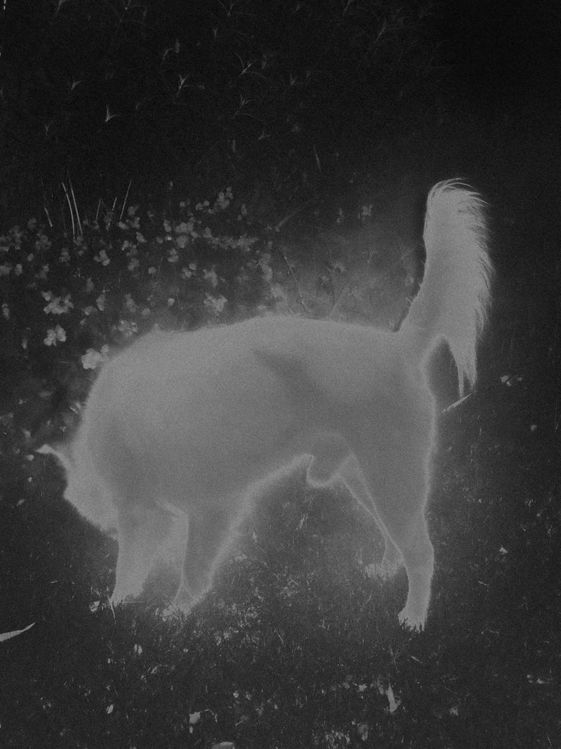© Vera Xia - Image from the The Nocturnal photography project