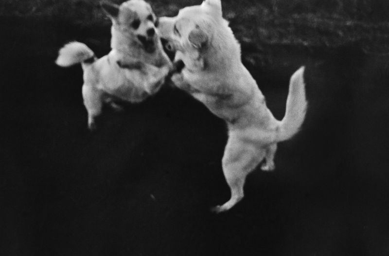 © Eriko Masaoka - Image from the In the Flap of a Bird’s wing, Water Dries Up photography project