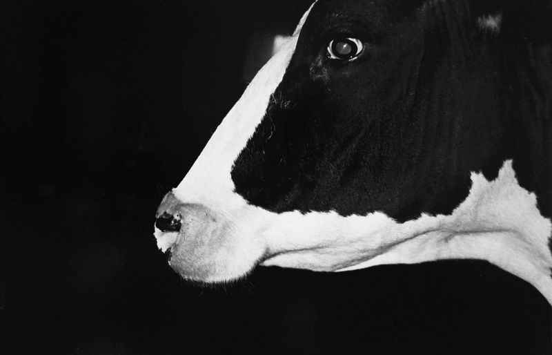 © Eriko Masaoka - Image from the In the Flap of a Bird’s wing, Water Dries Up photography project