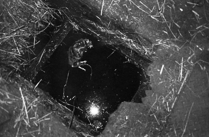 © Eriko Masaoka - Image from the In the Flap of a Bird’s wing, Water Dries Up photography project