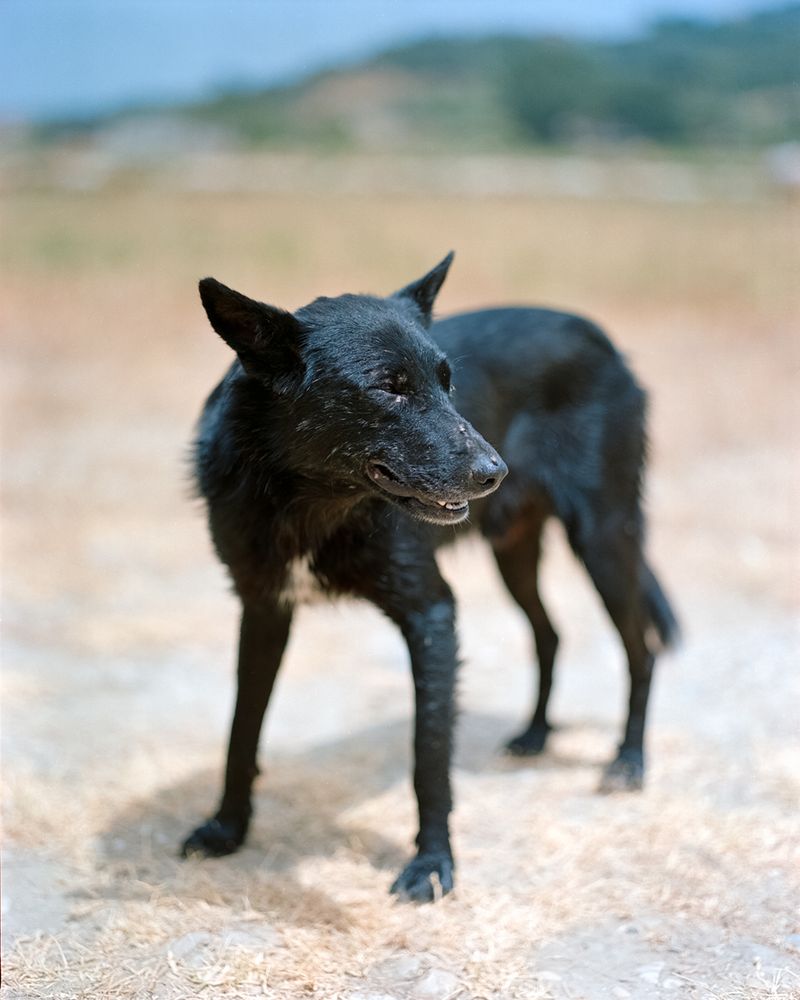© Cinzia Toscano - A shepherd's dog.