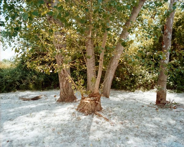 © Cinzia Toscano - In spring, poplars produce a special fluff containing their seeds, so the countryside get covered by a soft white blanket.