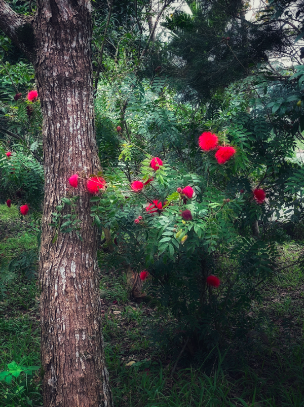 © Yu Hsuan Chang - Image from the ILandscape 路邊打卡風景 photography project