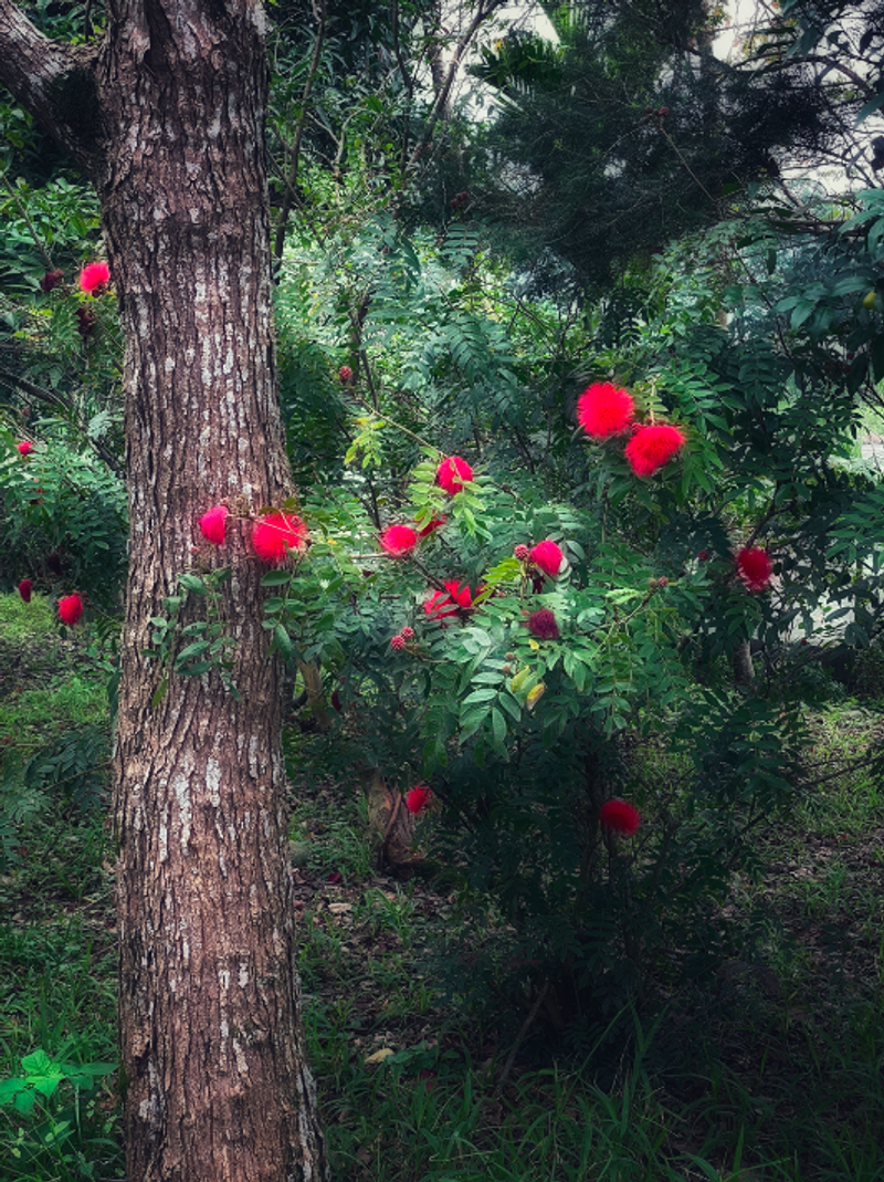 © Yu Hsuan Chang - Image from the ILandscape 路邊打卡風景 photography project