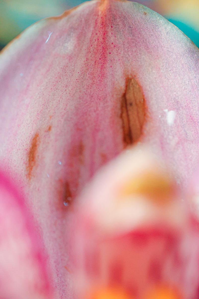 © Yu Hsuan Chang - Image from the BloomClose photography project