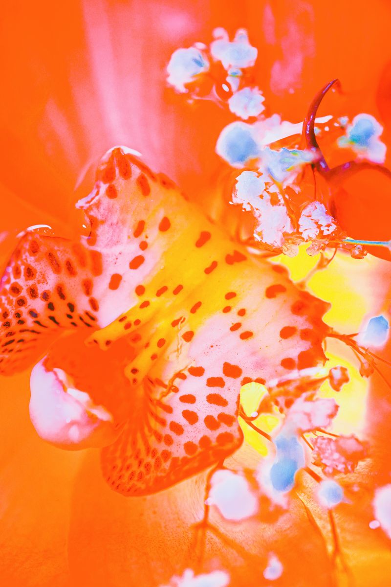 © Yu Hsuan Chang - Image from the BloomClose photography project