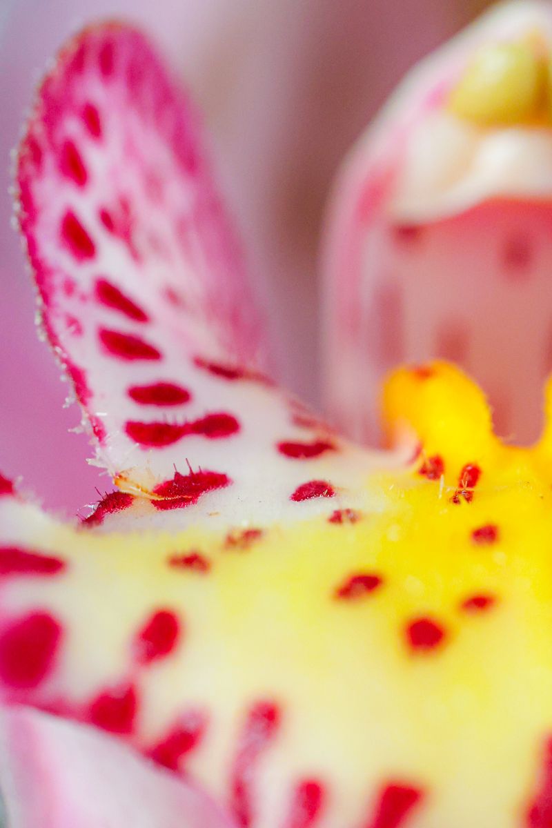 © Yu Hsuan Chang - Image from the BloomClose photography project