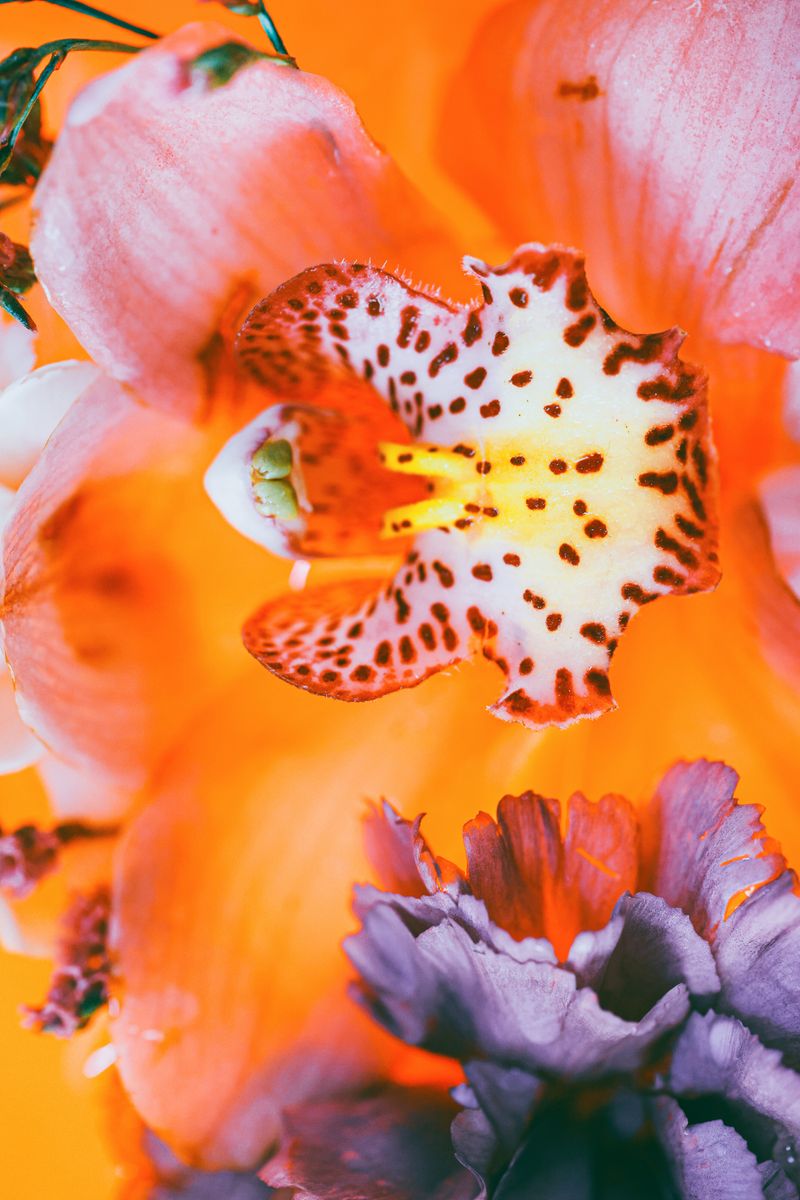 © Yu Hsuan Chang - Image from the BloomClose photography project