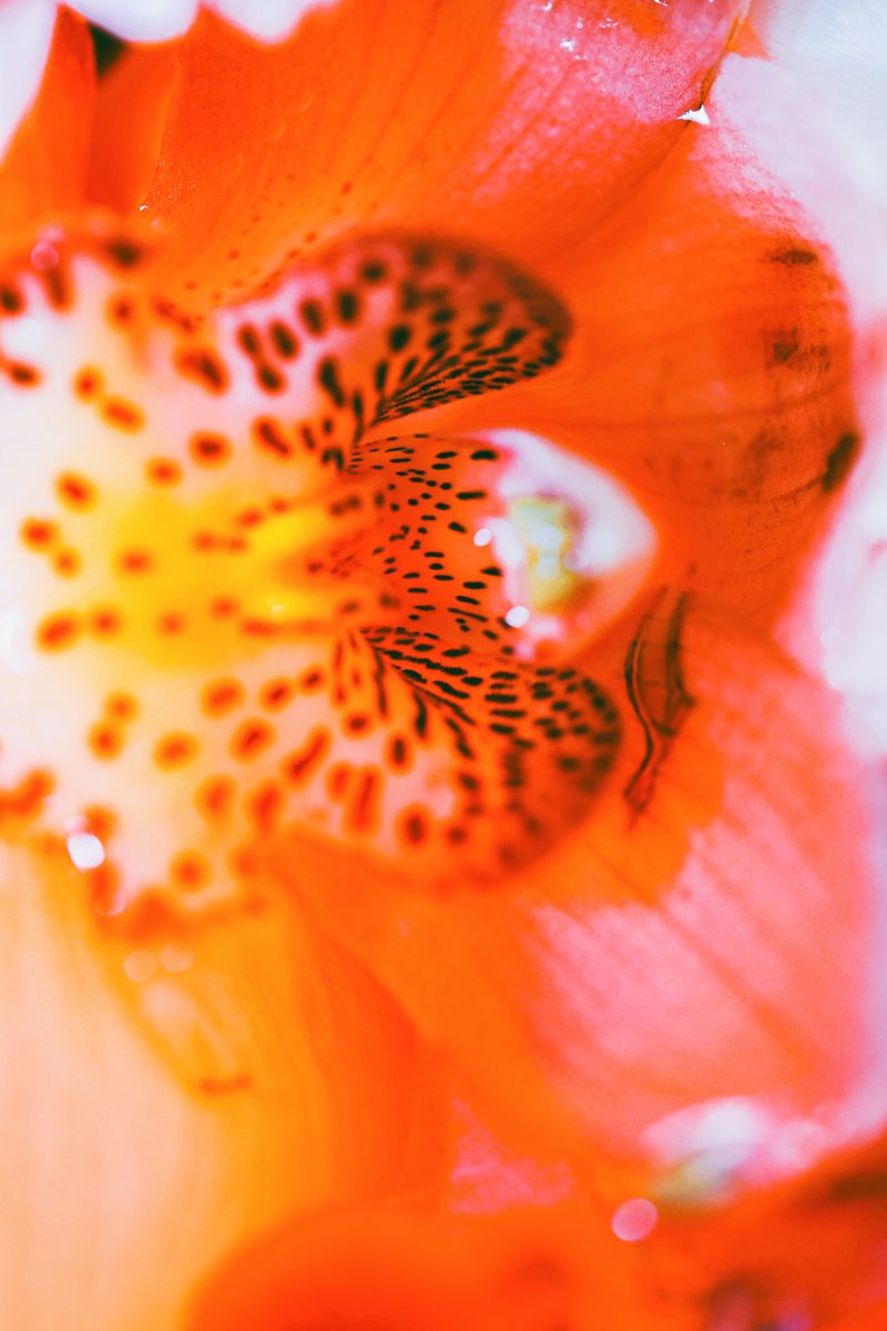 © Yu Hsuan Chang - Image from the BloomClose photography project