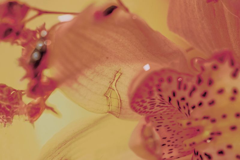 © Yu Hsuan Chang - Image from the BloomClose photography project