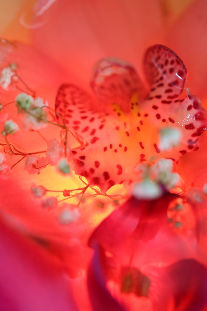 © Yu Hsuan Chang - Image from the BloomClose photography project