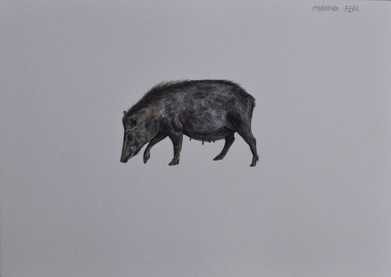 © Meet Varvada - seeing pigs while doing brush