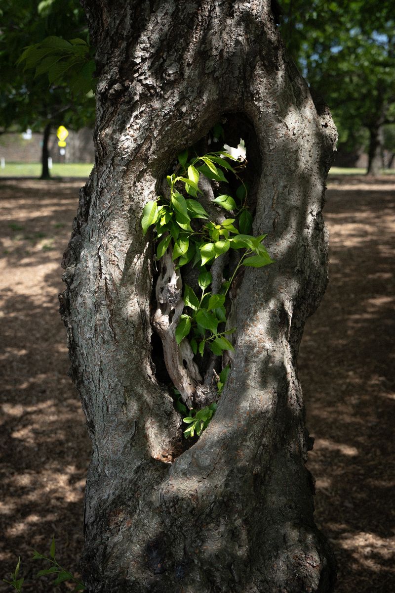 © Hoi Yan Tang - Image from the If We Both Have Insomnia, Would We Have a Double Dream? photography project