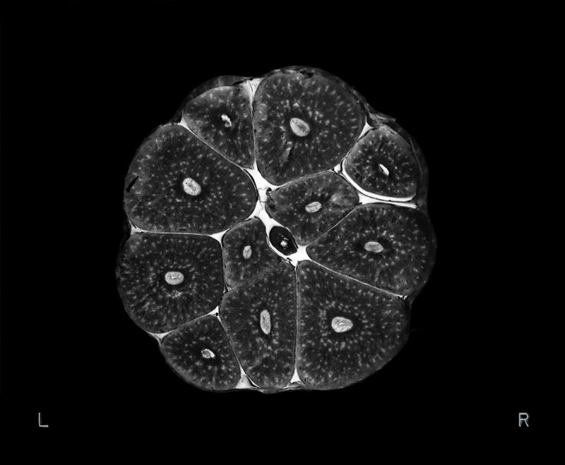 © Bella Cardim - Image from the Beyond the Body:Unraveling the Ties Between Food, Feeling, and Form photography project