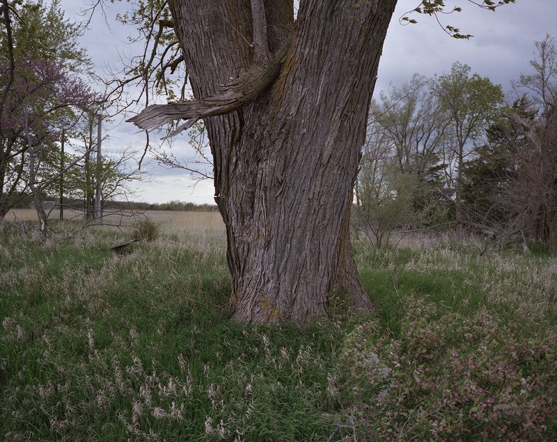 © Fiona Veronique - Tree of Life