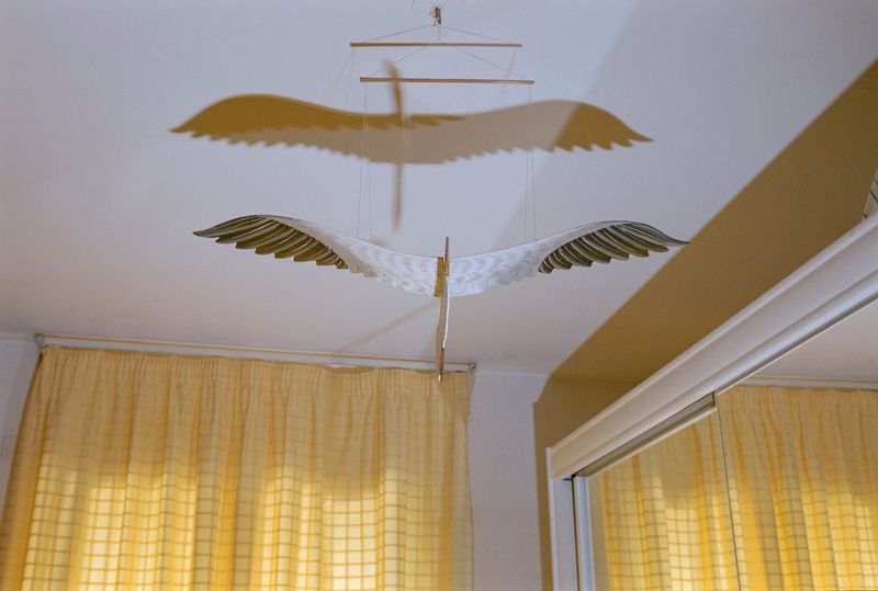 © Fiona Veronique - The Bird Has Meaning