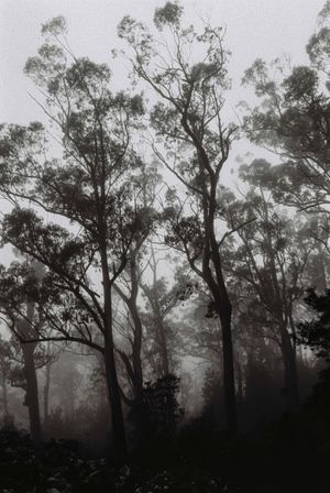 Hey Siri, where do I go to disappear into nature where no one can find me?