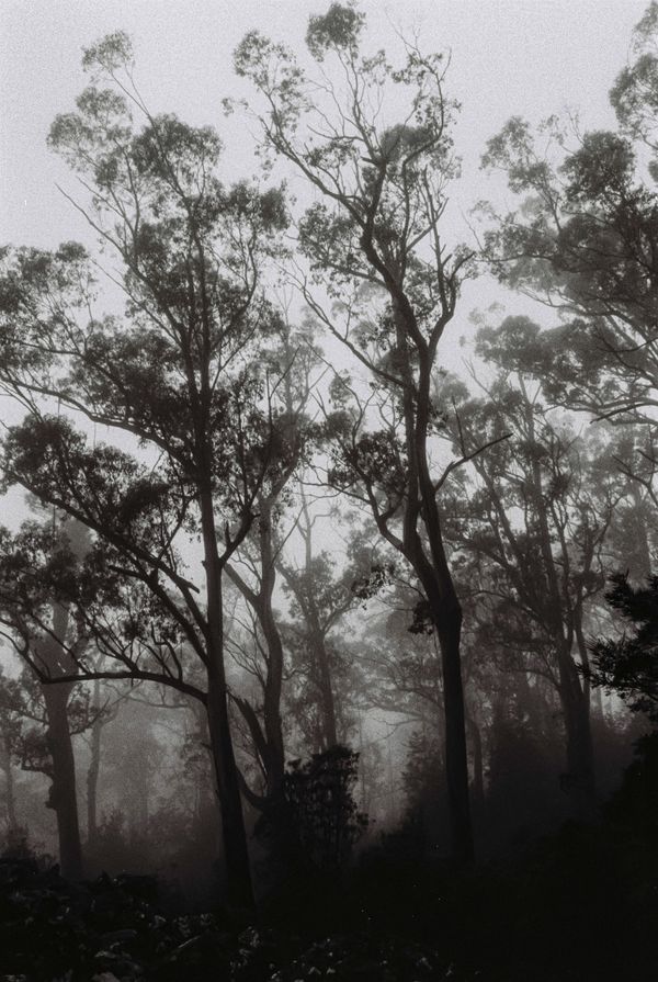 © Halley Argue - Image from the Hey Siri, where do I go to disappear into nature where no one can find me? photography project