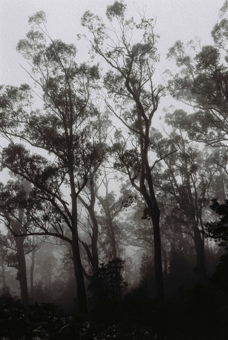 © Halley Argue - Image from the Hey Siri, where do I go to disappear into nature where no one can find me? photography project