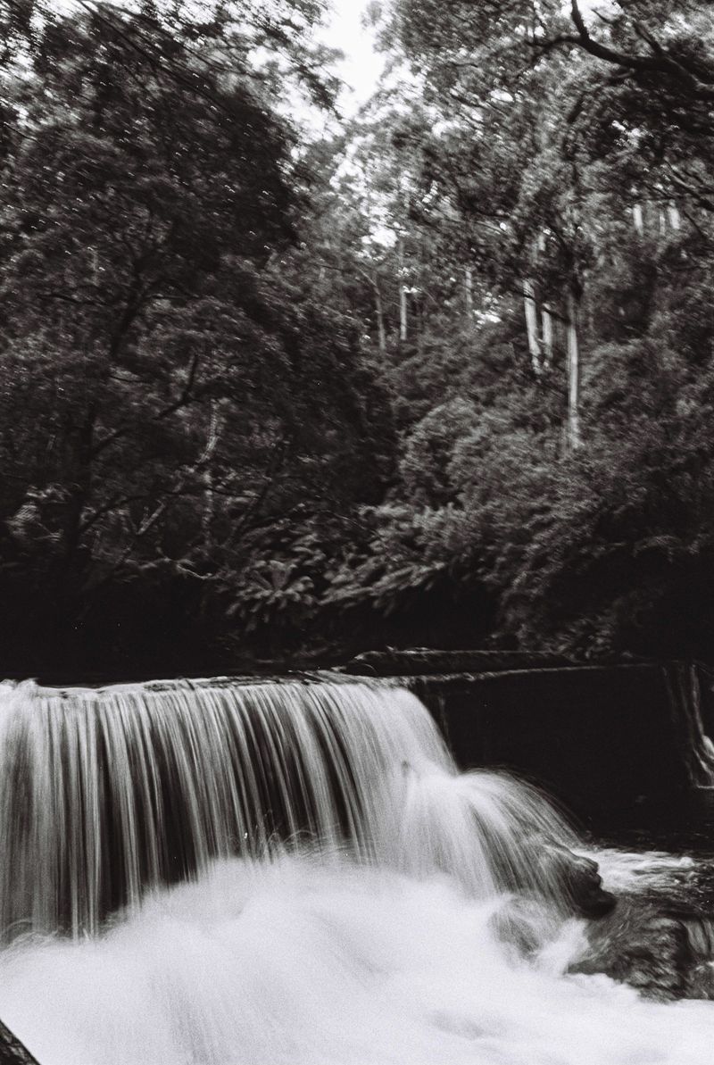 © Halley Argue - Image from the Hey Siri, where do I go to disappear into nature where no one can find me? photography project