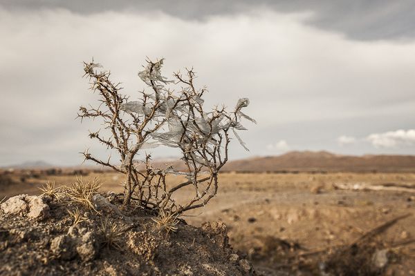 © Eduardo Leal - Image from the Plastic Trees photography project