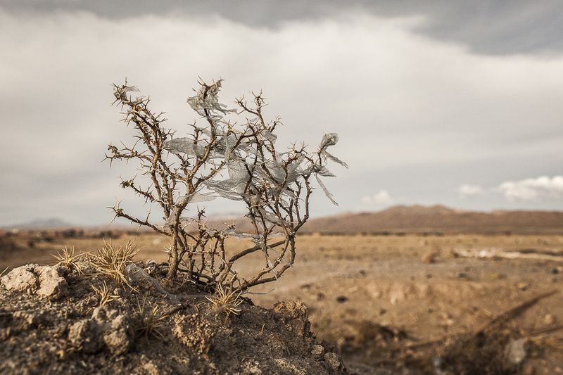 © Eduardo Leal - Image from the Plastic Trees photography project