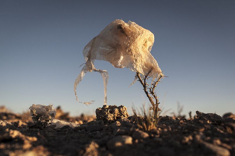 © Eduardo Leal - Image from the Plastic Trees photography project