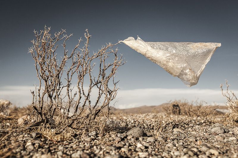 © Eduardo Leal - Image from the Plastic Trees photography project