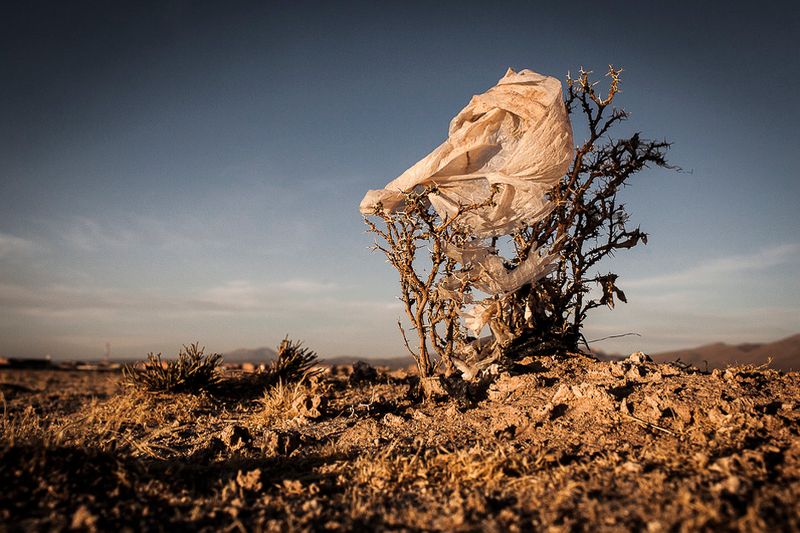 © Eduardo Leal - Image from the Plastic Trees photography project