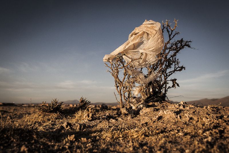 © Eduardo Leal - Image from the Plastic Trees photography project