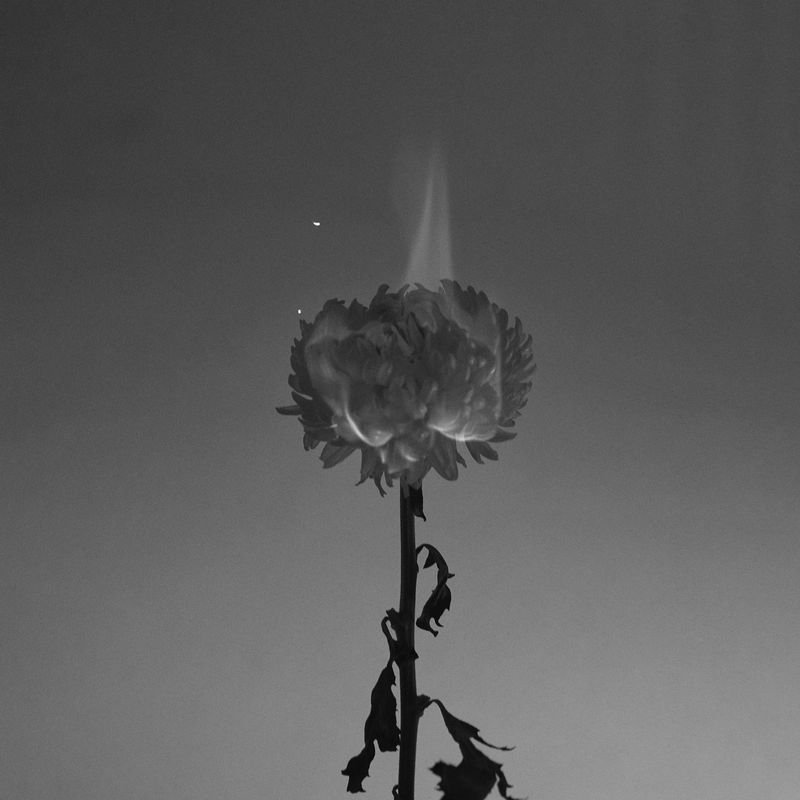 © Francisco Gomez de Villaboa - Sparks