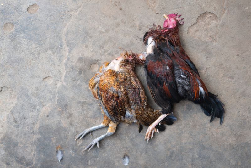 © Paola Chapdelaine - The two chickens after the sacrifice.