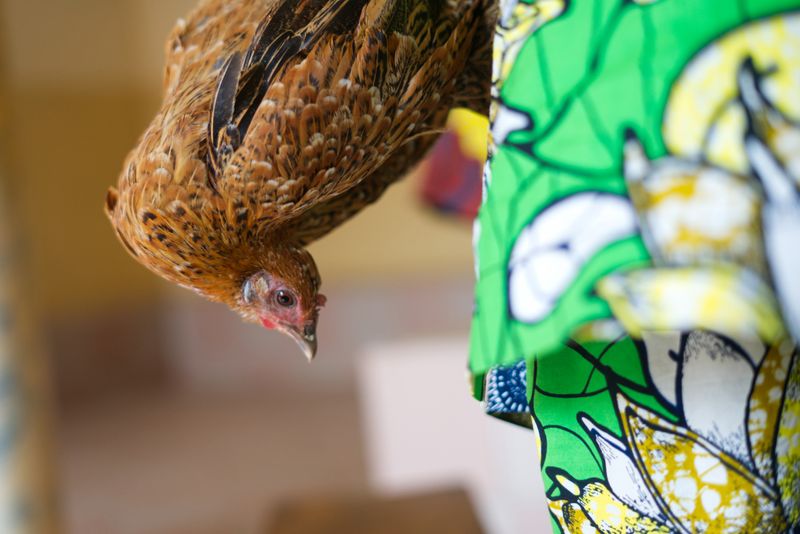 © Paola Chapdelaine - One of the two chickens before the sacrifice.