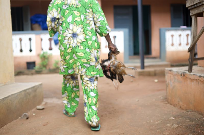 © Paola Chapdelaine - The two chickens after the sacrifice are brought back home to be prepared for the family meal (I).
