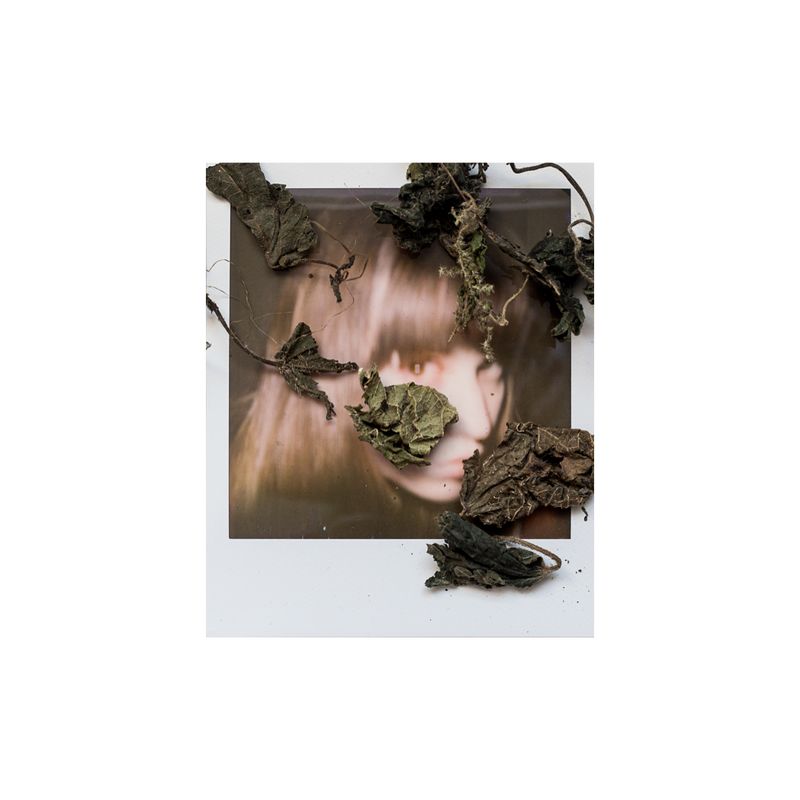 © Sophie Green - Stinging nettles - Help reduce symptoms of hay fever if used when the symptoms first become apparent.