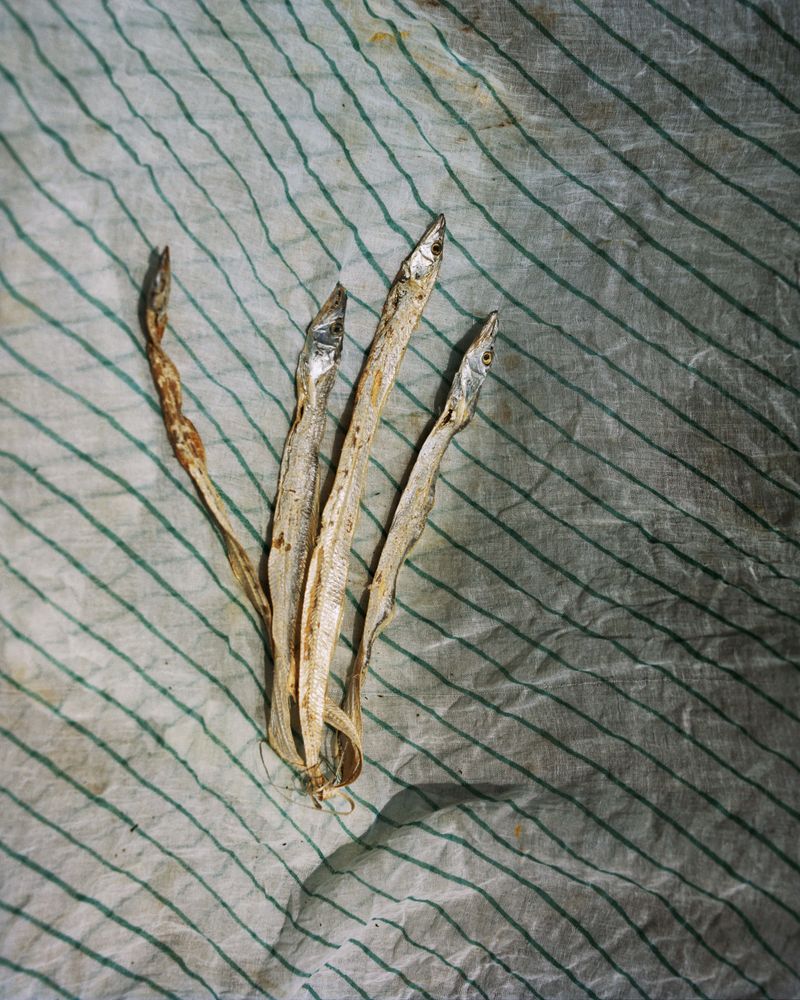 © Abhishek - Dry fish, Dry fish laid out to dry in the afternoon sunlight. Dapoli, (Gimhavane) Maharashtra