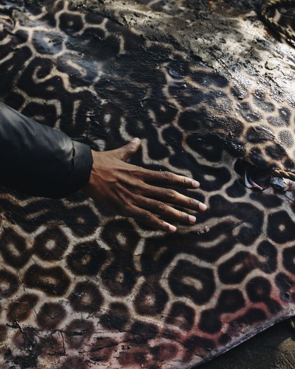 © Abhishek - Aquarium. Stingray at the fishing port. A friend tries to guess its size. Dapoli, (Karde) Maharashtra