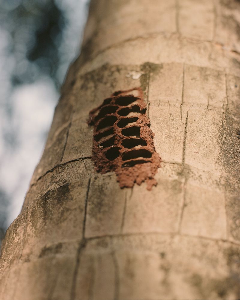 © Abhishek - Image from the DAPOLI photography project