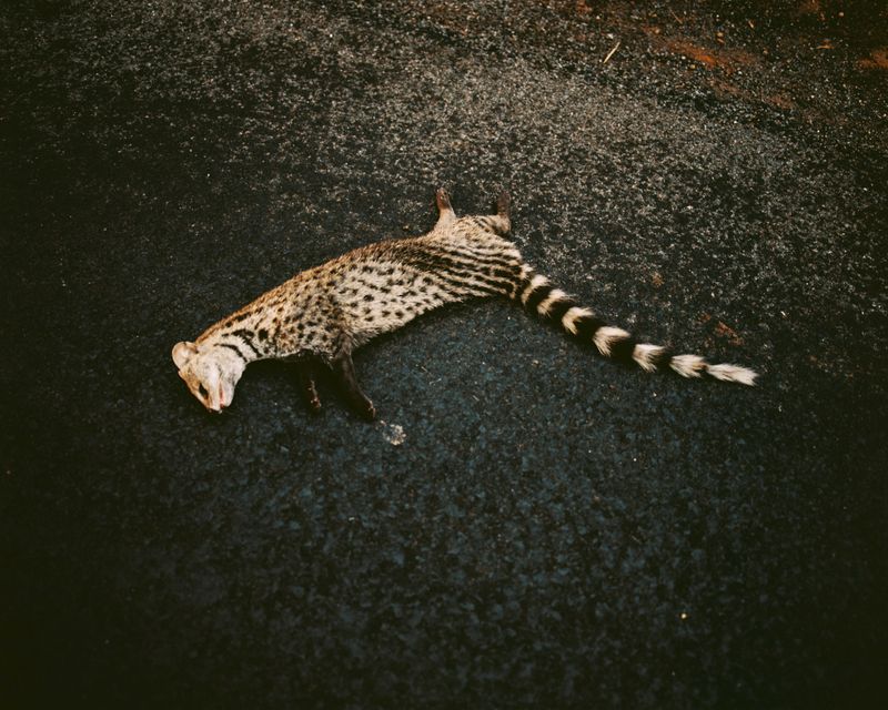 © Abhishek K - Image from the DAPOLI photography project