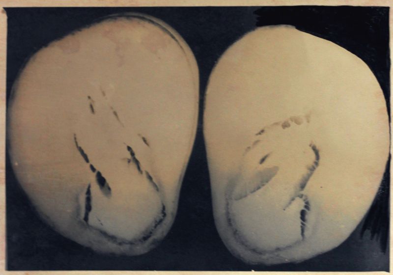 © Abhishek K - Image from the DAPOLI photography project