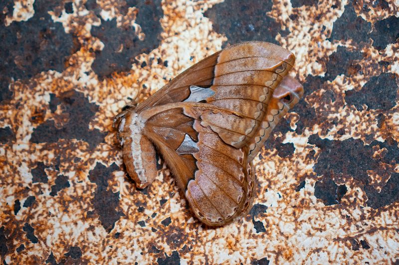 © Glorianna Ximendaz - Image from the Origen photography project