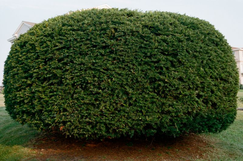 © Dylan Anderson - Trim