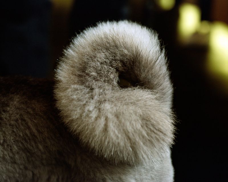 © Dylan Anderson - Curl